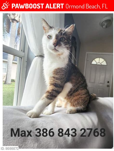 Ormond Beach FL Lost Male Cat Max Is Missing PawBoost