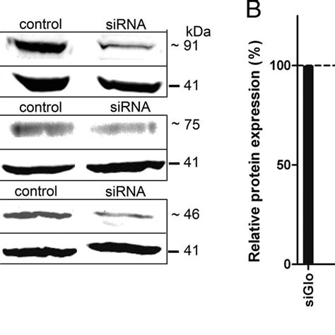 Western Blot Confirms Sirna Knockdown In Olfactory Ensheathing Glial