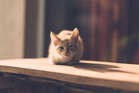 Cat Eye Injury One Free Photo On Pixabay Pixabay