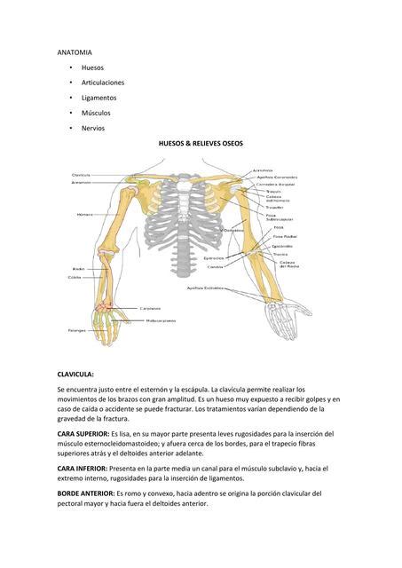 Anatom A De Hombro Y Codo Yudoc Org Udocz