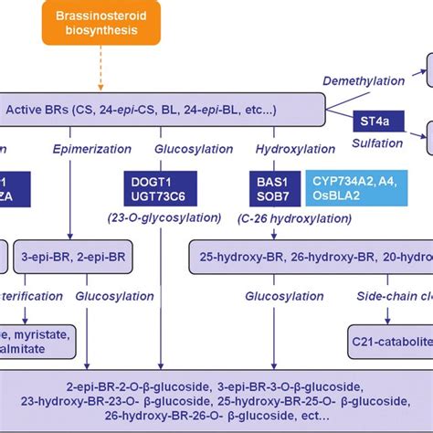 The Sterol Biosynthetic Pathway. | Download Scientific Diagram