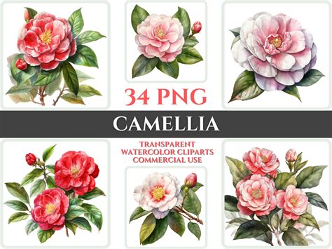 Watercolor Camellia Clipart Png Flower Blossom Image Romantic Etsy