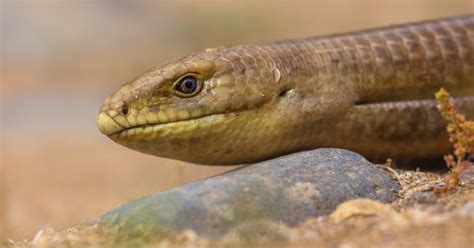 European Legless Lizard Brecs Baton Rouge Zoo