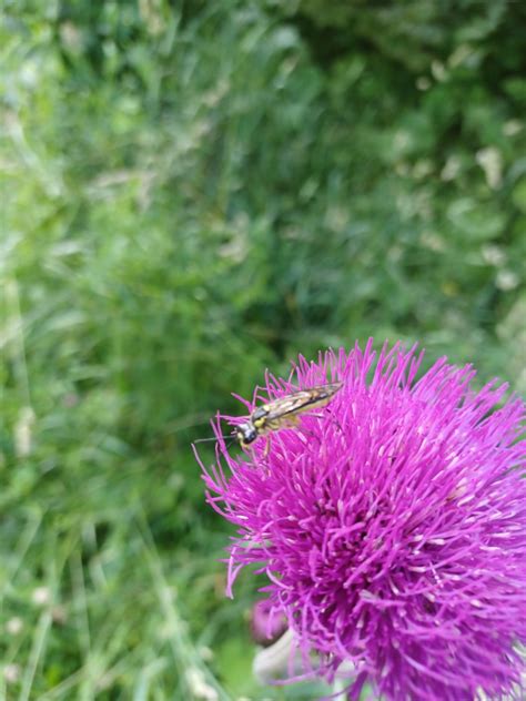 Photo Stenotus Binotatus Observation Org