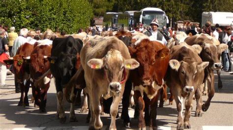 A Valbondione La Prima Festa Della Transumanza Bergamonews