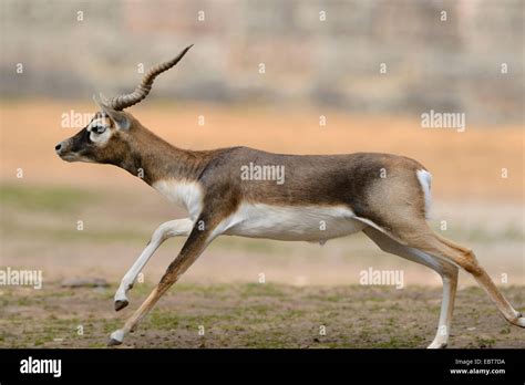 Blackbuck Antilope Cervicapra Fleeing Male India Stock Photo Alamy