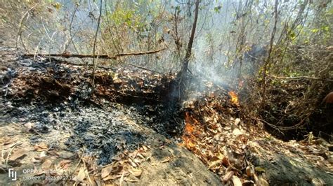 Hektare Lahan Hutan Jati Di Giriloyo Bantul Terbakar