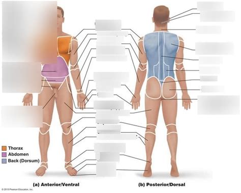 Anatomical Body Regions Pt 2 Diagram Quizlet