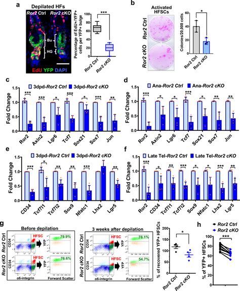 Ror2 depletion results in downregulation of Wnt β catenin target genes