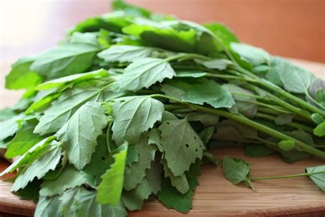 Chenopodium Album Or Bathua A Miraculous Herb Women Fitness