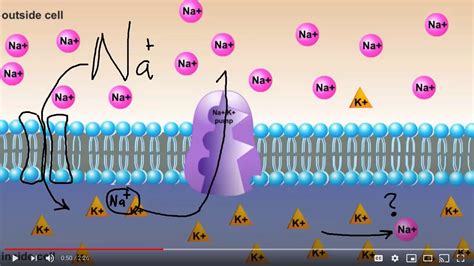 Selective Permeability Of The Plasma Membrane Youtube