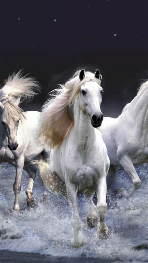 17 Best images about White Horses on Pinterest | White horses, Pretty ...