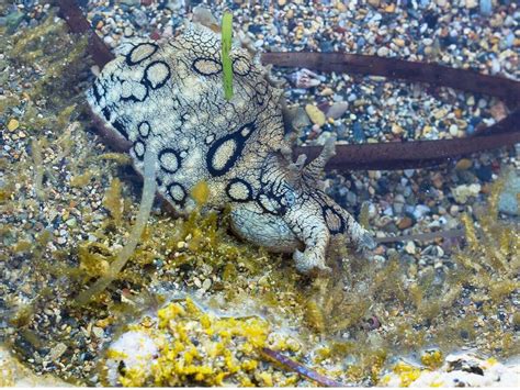 A Lebre Do Mar Aplysia Dactylomela Habitat E Características Meus