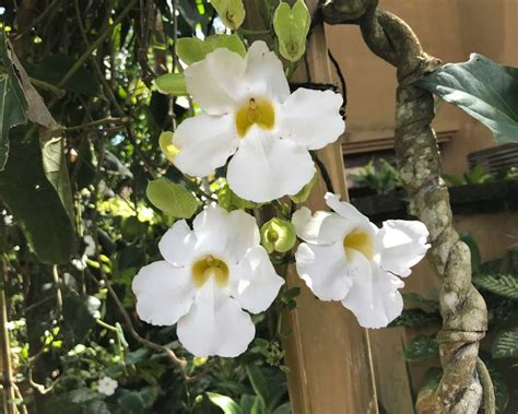 Thunbergia Grandiflora Seeds