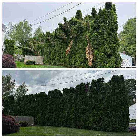 Arborvitae Hedge Repair - KDF Tree Service - Torrington, CT