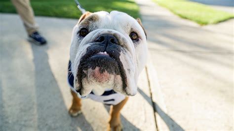 Here's how Butler Blue, Butler University's bulldog mascot, poses for ...