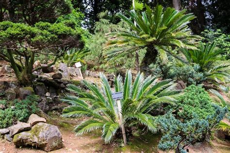 Cycas Revoluta Palmier Sagou Roi Sagou Sagou Cycad Sagoutier