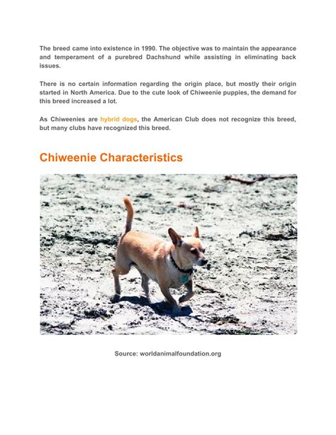 Ppt Chiweenie Dog Care Temperament Lifespan History And More