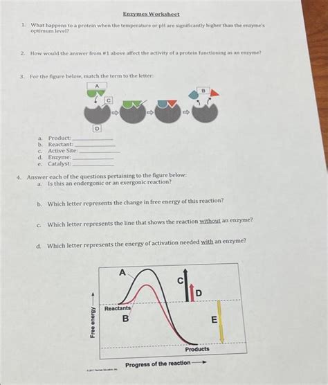 Solved Enzymes Worksheet What Happens To A Protein When Chegg