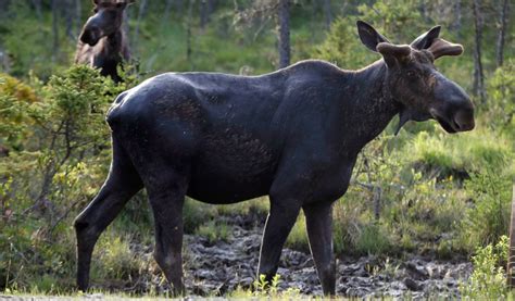 Sudbury News Collision With Moose Leaves Two People Seriously Injured