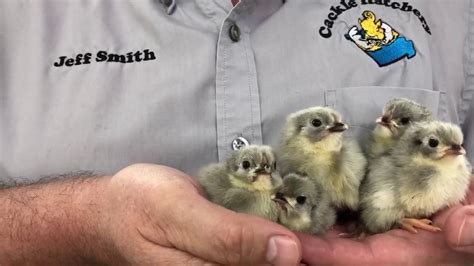 Lavender Orpington Cackle Hatchery YouTube