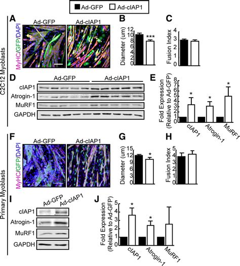 Ciap Is Sufficient To Induce Muscle Atrophy In Vitro A C C