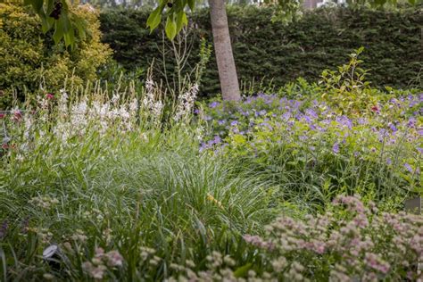 Bijzondere Natuurtuin Tuinproject Door Antwan Tuin Totaal