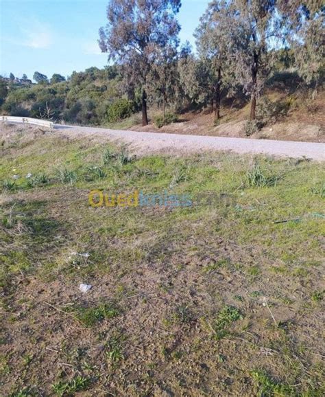 Vente Terrain Agricole Boumerdes El kharrouba Boumerdès Algérie