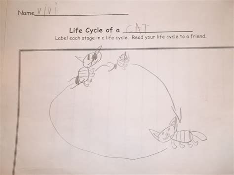 Im-the-mom-thats-why: Life cycle of a cat and other things