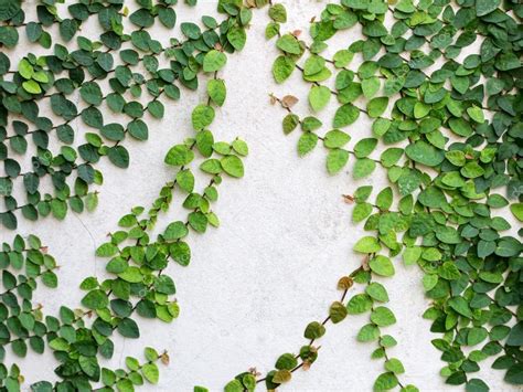 Hojas verdes planta enredadera en la pared para el fondo fotografía de