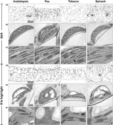 Leaf Morphology And Thylakoid Membrane Organization A D Light