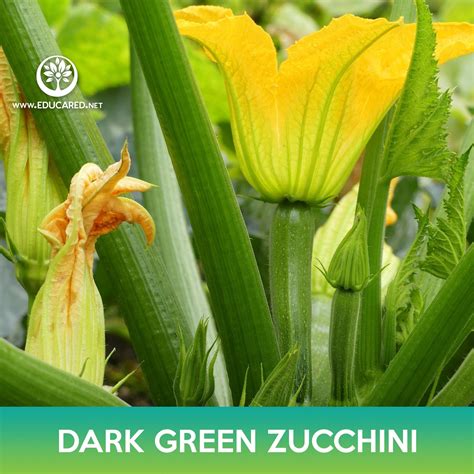 Dark Green Zucchini Seeds Educared