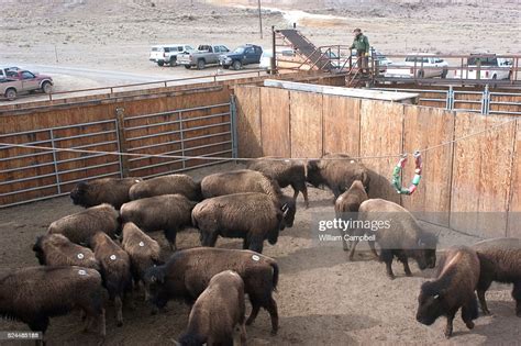 Wild Bison In The Stevens Creek Capture Facility In Yellowstone News