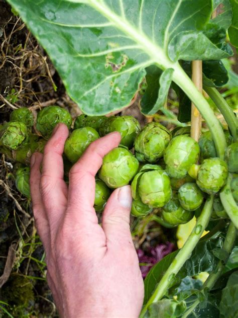 Health Benefits Of Brussels Sprouts Eyns Massage