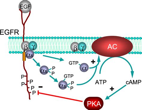 G Protein Coupled Receptors Adenylyl Cyclase