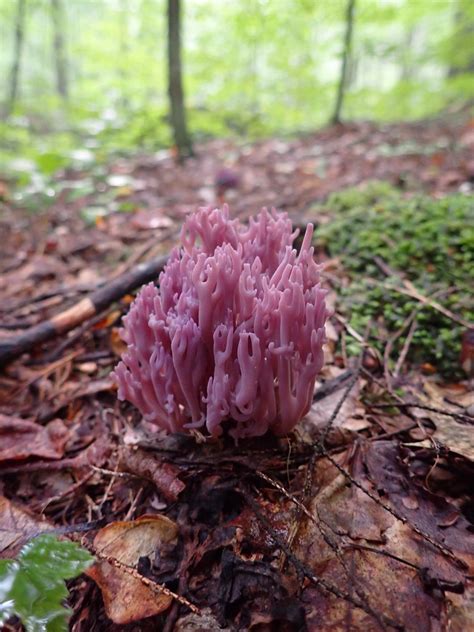 Clavaria Zollingeri Violet Coral Fungus Powdermill Run 1 Flickr