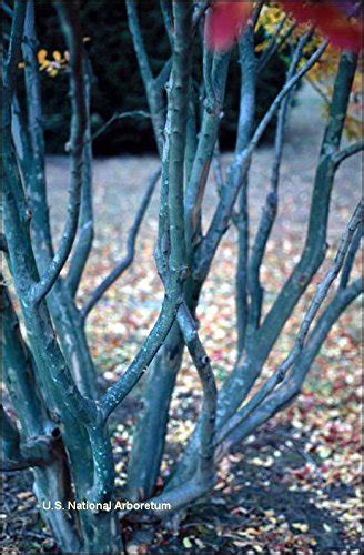 Large Hopi Crape Myrtle 2 4ft Tall When Shipped Matures 8 10ft 1