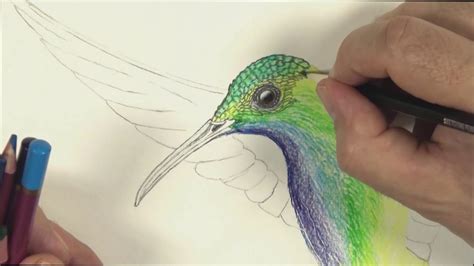 Hummingbird Pencil Sketch at PaintingValley.com | Explore collection of ...