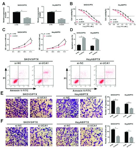 Effects Of UCA1 Expression On The Progression Of PTX Resistant OC