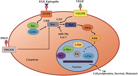 Unraveling Key Signaling Pathways Altered In Hepatocellular Carcinoma