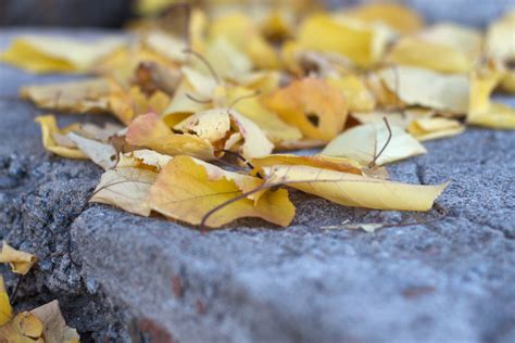 Free Images Plant Leaf Flower Dish Food Produce Autumn Yellow