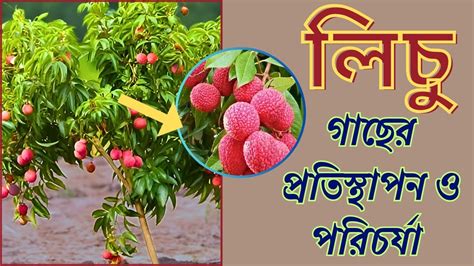 16টবে লিচু গাছের প্রতিস্থাপন ও পরিচর্যা How To Plant And Care Of A