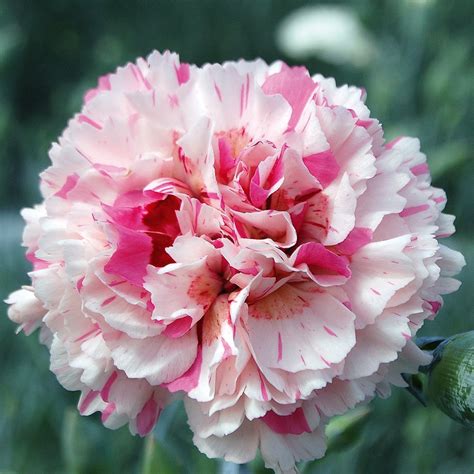 Dianthus Baileys Celebration Pinks Perennial Garden Plug Plants Pack