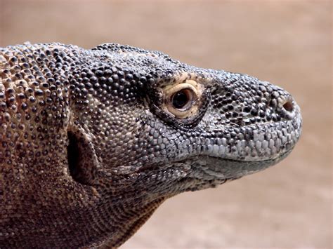 Facts About Komodo Dragons