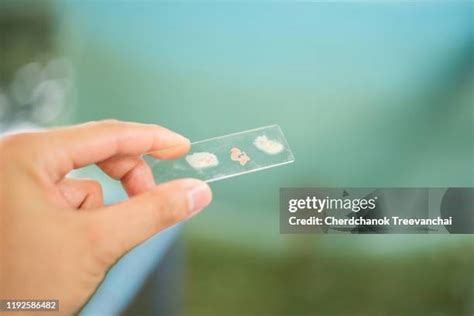Cell Culture Plates Fotografías E Imágenes De Stock Getty Images