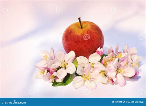 Apples And Apple-tree Blossoms Stock Photo - Image of fresh, blossom: 17924564