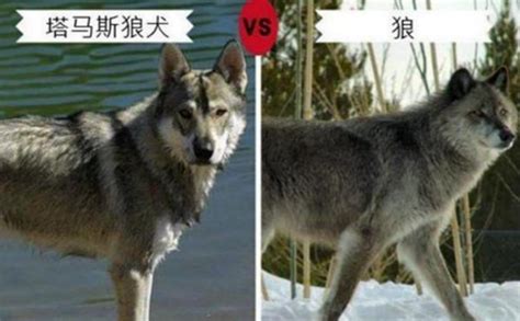 9种长的最像狼的犬，第4种因太像狼甚至被多个国家禁养