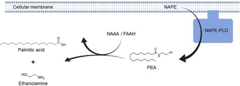 Figure 1 From Oral Adelmidrol Administration Up Regulates