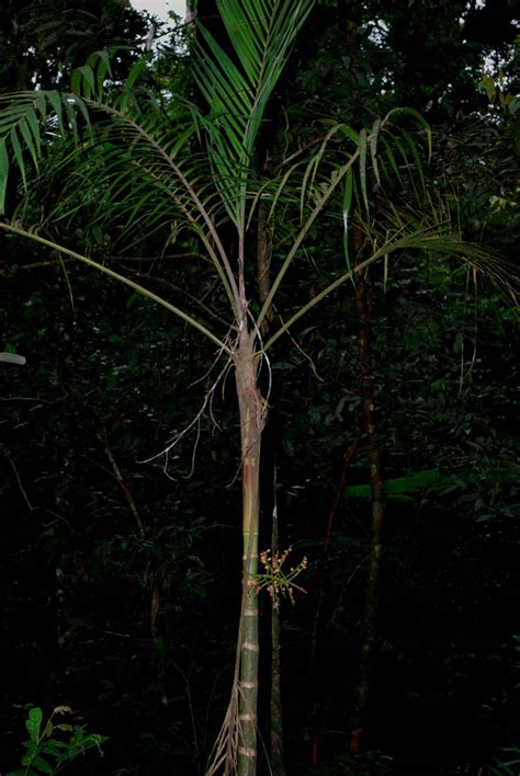 Pinanga Philippinensis Arecaceae Image At Phytoimages Siu Edu