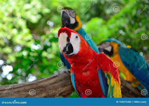 3 Colorful Parrots of South America Stock Photo - Image of tree, happy ...